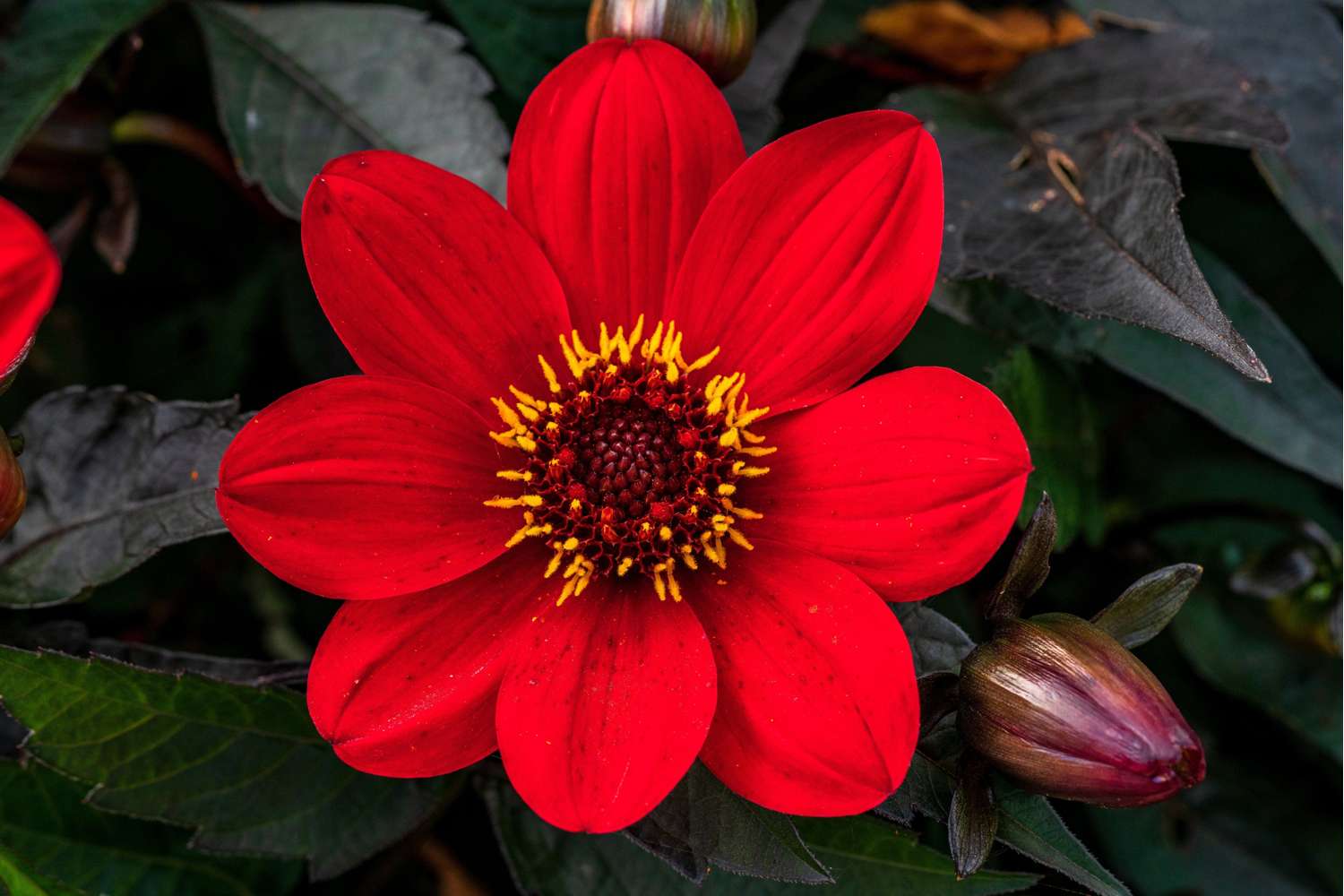 Dahlia 'Bishop of Auckland'
